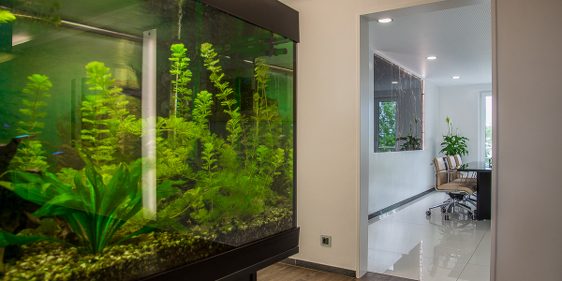 Aquarium im Bürobereich